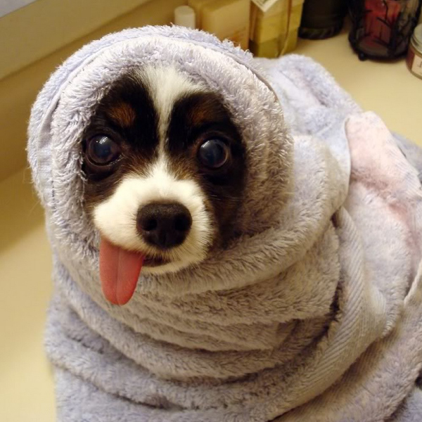 meme cachorro enrolado gerar memes gerador de memes engraçados meme 323 cachorro enrolado gerador de memes meme cachorro enrolado gerar memes gerador de memes engraçados,Memes De Cachorro