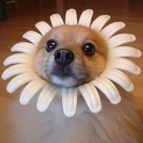 meme cachorro fantasiado gerar memes gerador de memes engraçados meme 324 cachorro fantasiado gerador de memes meme cachorro fantasiado gerar memes gerador de memes engraçados,Memes De Cachorro