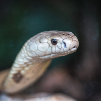 Cobra Naja Brasília