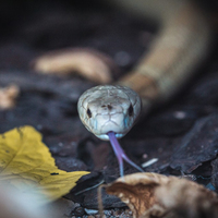 Cobra Naja Brasília