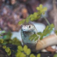 Cobra Naja Brasília