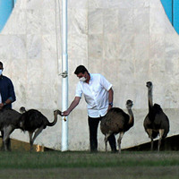 Ema Mordendo Bolsonaro